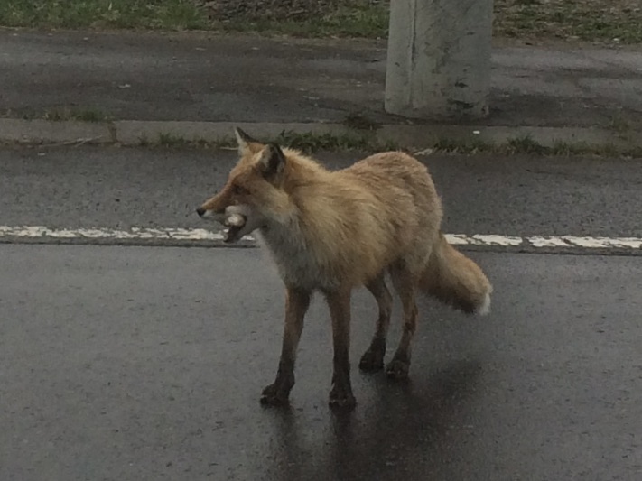 キタキツネ